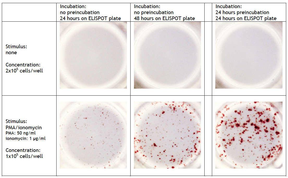 Frequently asked questions ELISPOT UCyTech